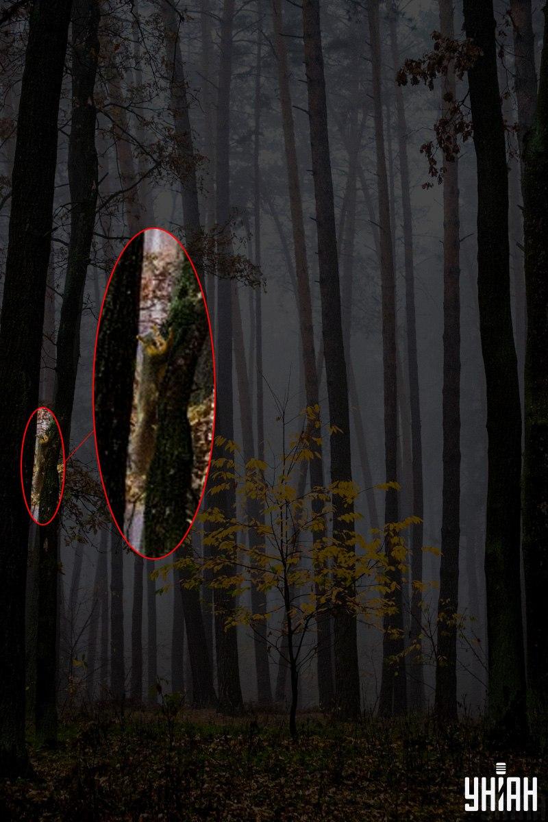 Endast 2% av människorna kan hitta en ekorre i skogen på 12 sekunder: en fantastisk optisk illusion