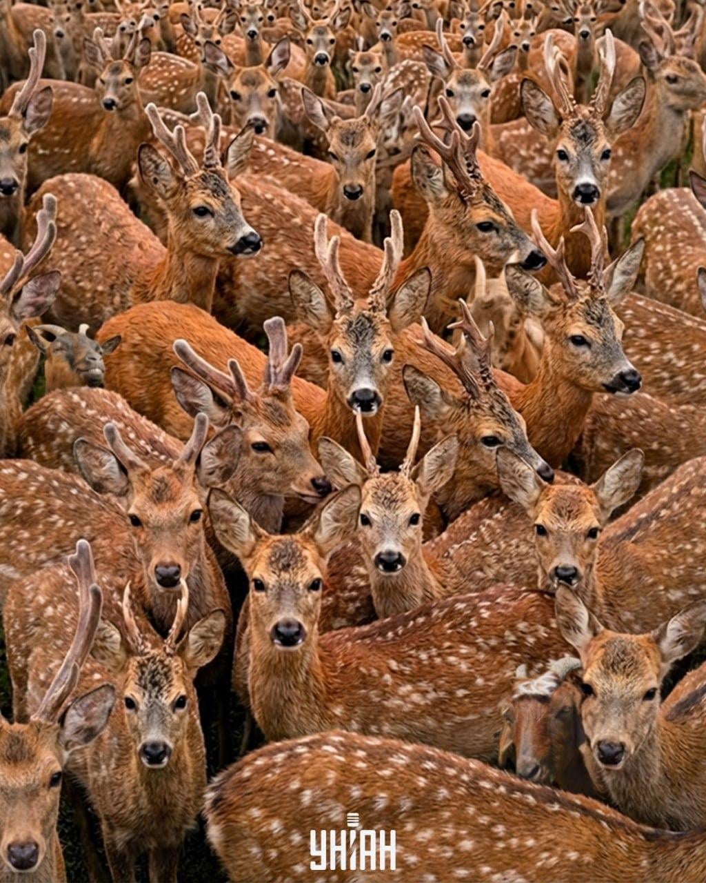 Behöver du hitta tre getter bland renar på 11 sekunder: en mycket komplex optisk illusion