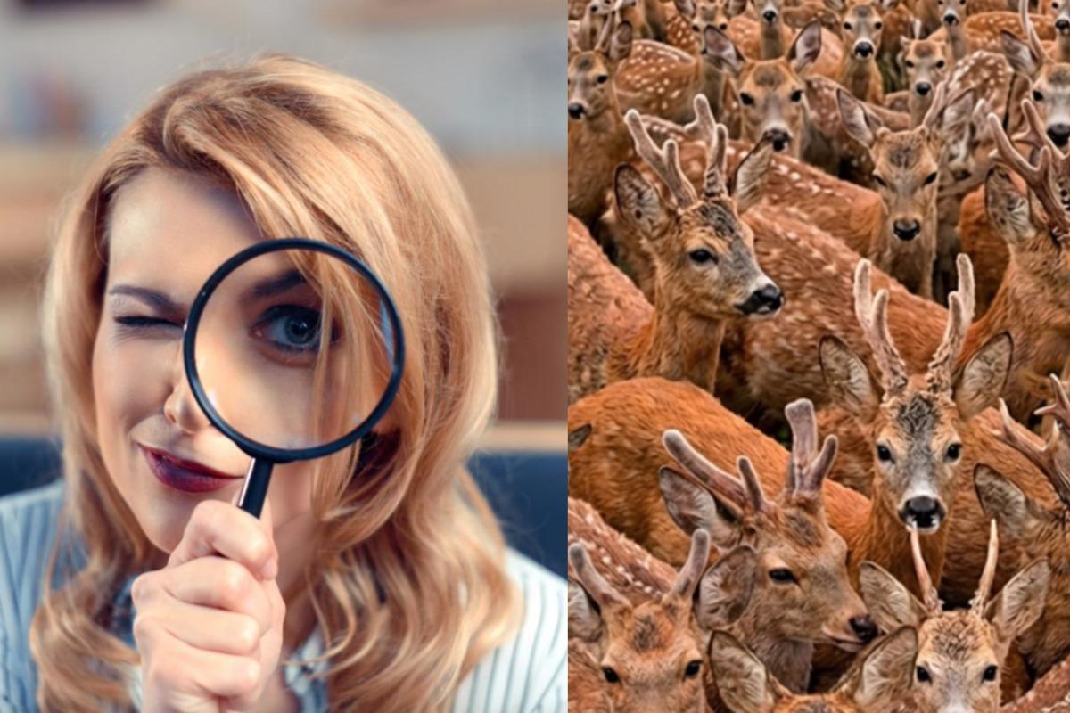 Att hitta tre getter bland rådjuren på 11 sekunder: en mycket komplex optisk illusion