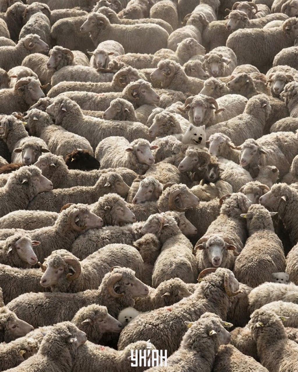 Bara en av 100 kan hitta alla hundar på bilden på 12 sekunder: ett utmanande pusselspel