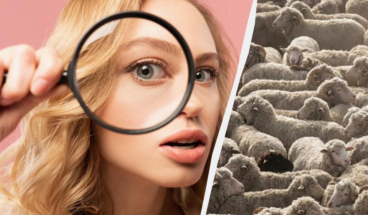 Bara en av tre av 100 kan hitta alla hundar på en bild på 12 sekunder: ett utmanande pusselspel