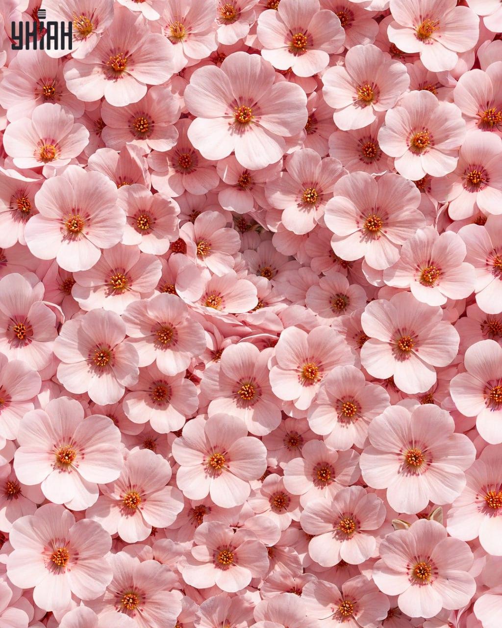 Endast 1% av människorna kan hitta en kanin på 11 sekunder: en förvånansvärt komplex optisk illusion