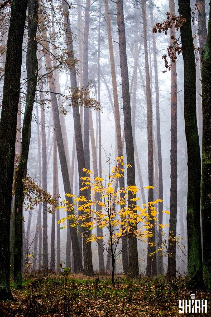 Endast 2% av befolkningen kan hitta en ekorre i skogen på 12 sekunder: en fantastisk optisk illusion