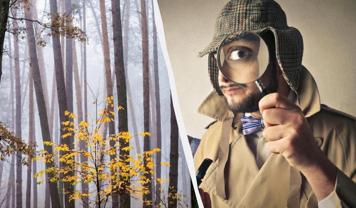 Endast 2 % av alla människor kan hitta en ekorre i skogen på 12 sekunder: en fantastisk optisk illusion