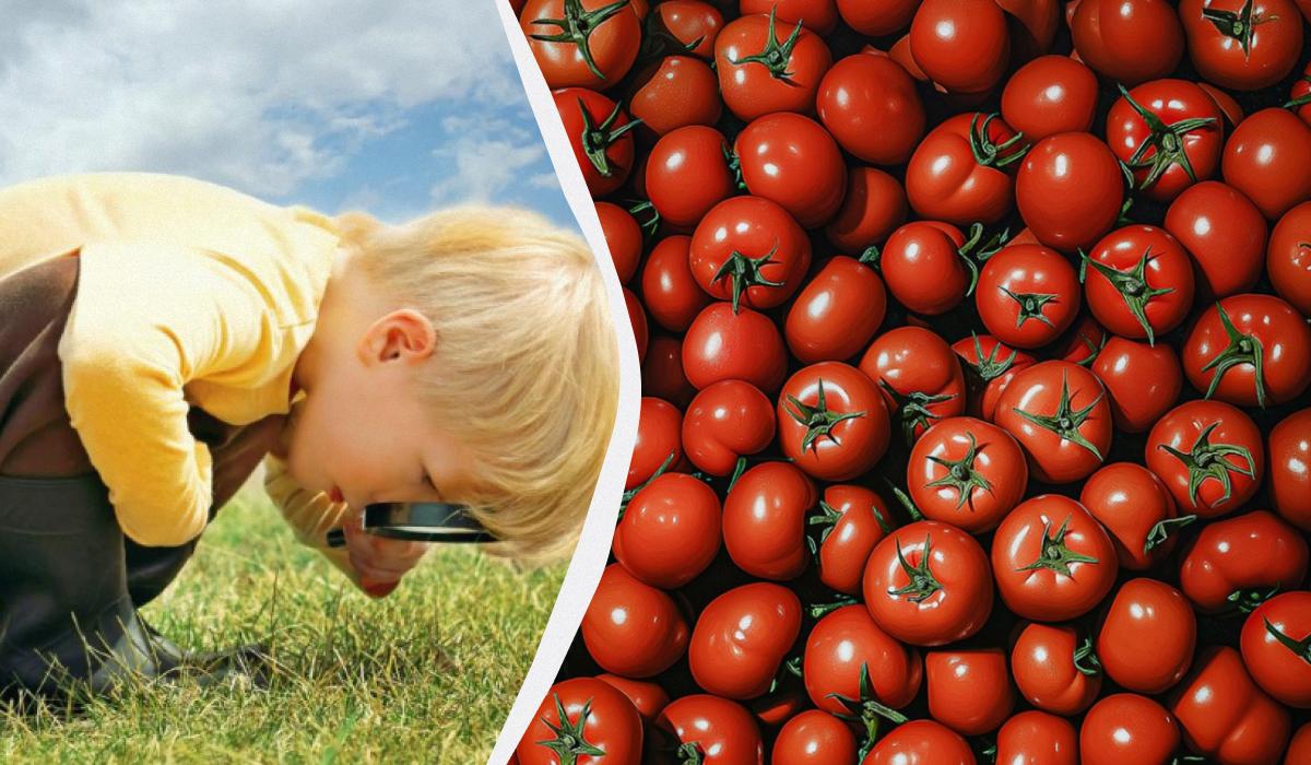 Snabbt IQ-test: endast ett fåtal hittar ett granatäpple bland tomaterna