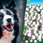 Var hunden gömmer sig: bara ett fåtal hittar den bland